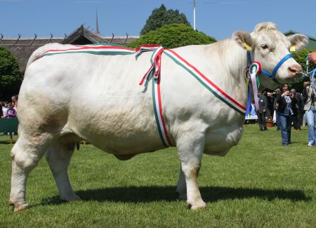 10. kép Magyarországi francia típusú tehén