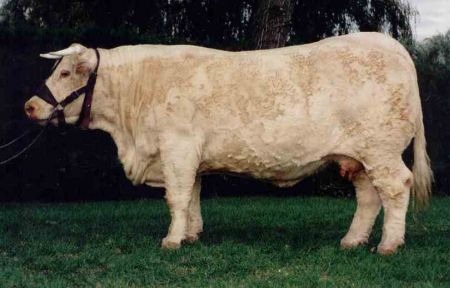 4. kép Imperia, tenyésztői típusú francia charolais show tehén (Domokos Zoltán, 2004)