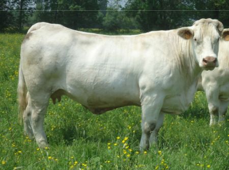 6. kép Új, könnyűellő típusú francia tehén (Agropole du Marault, 2013)