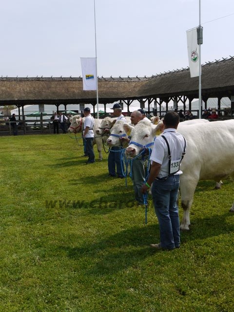 Hódmezõvásárhely 2010