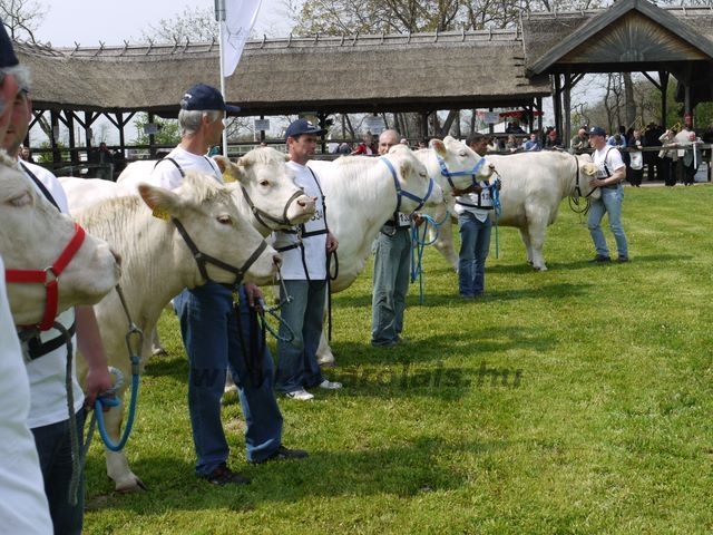 Hódmezõvásárhely 2010