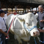 Hódmezővásárhely 2013