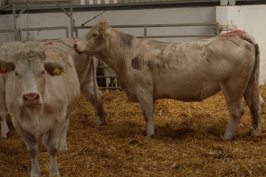 Szemle a Charolais Kft.-ben 2014.