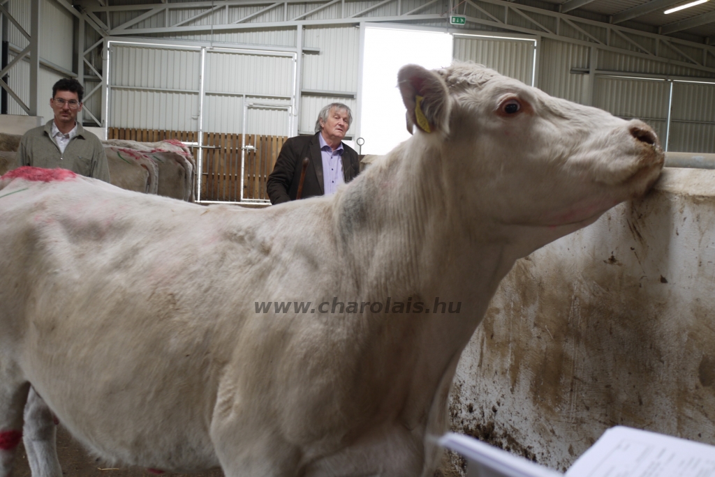 Szemle a Charolais Kft.-ben 2014.