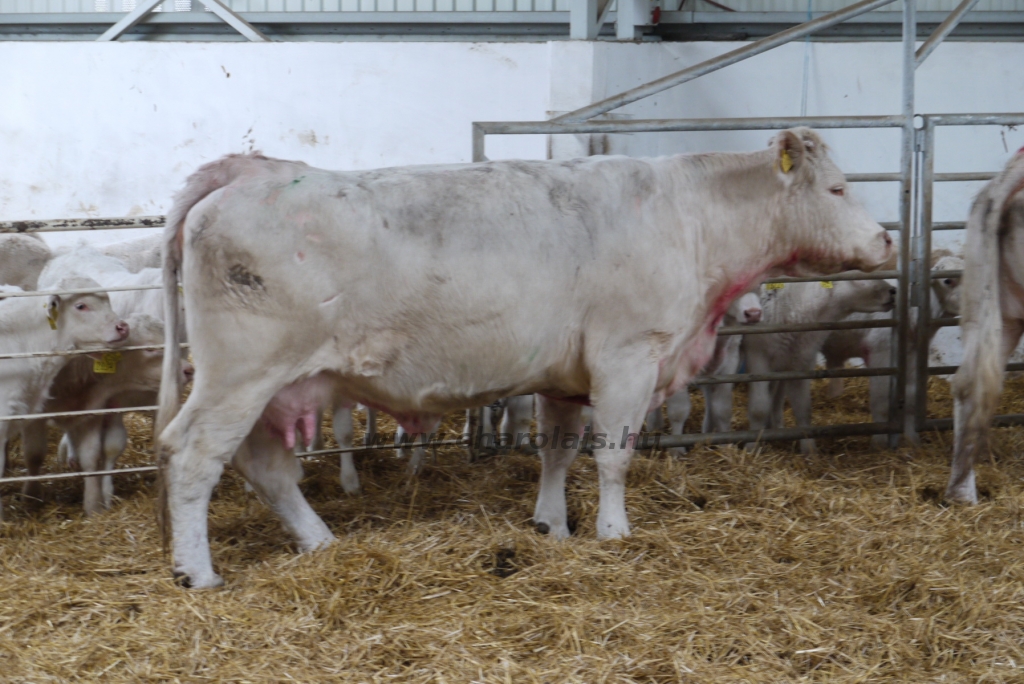 Szemle a Charolais Kft.-ben 2014.