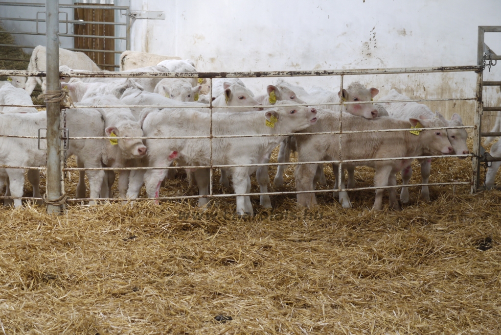 Szemle a Charolais Kft.-ben 2014.