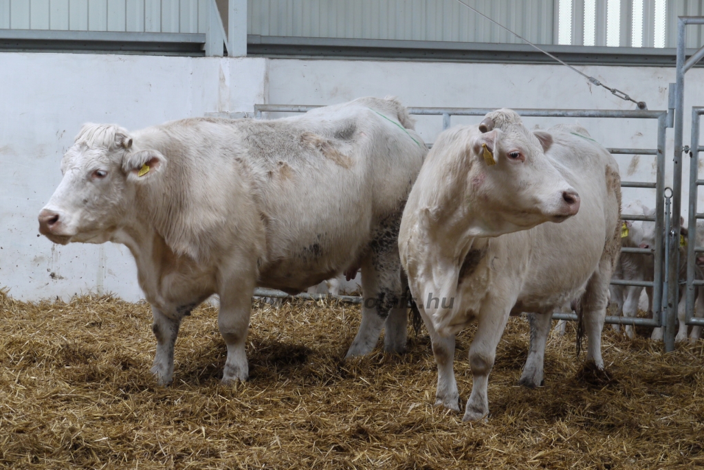 Szemle a Charolais Kft.-ben 2014.