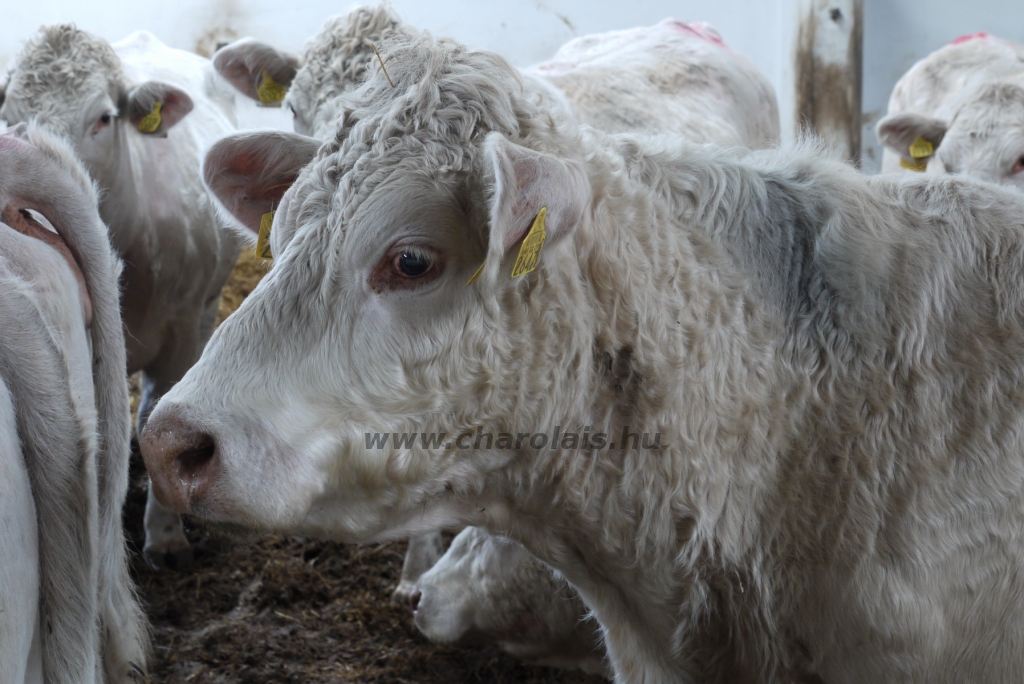 Szemle a Charolais Kft.-ben 2014.