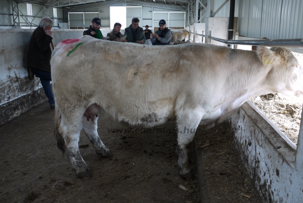 Szemle a Charolais Kft.-ben 2014.