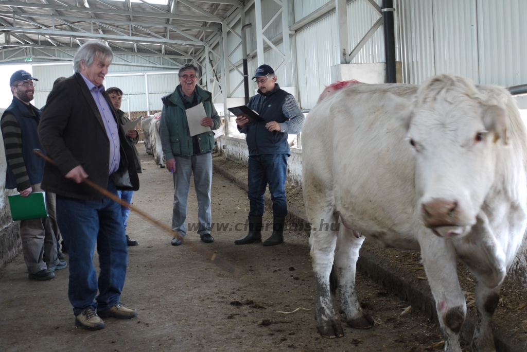 Szemle a Charolais Kft.-ben 2014.