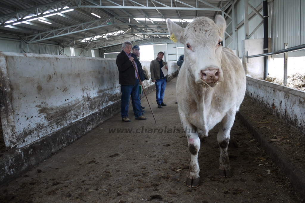 Szemle a Charolais Kft.-ben 2014.