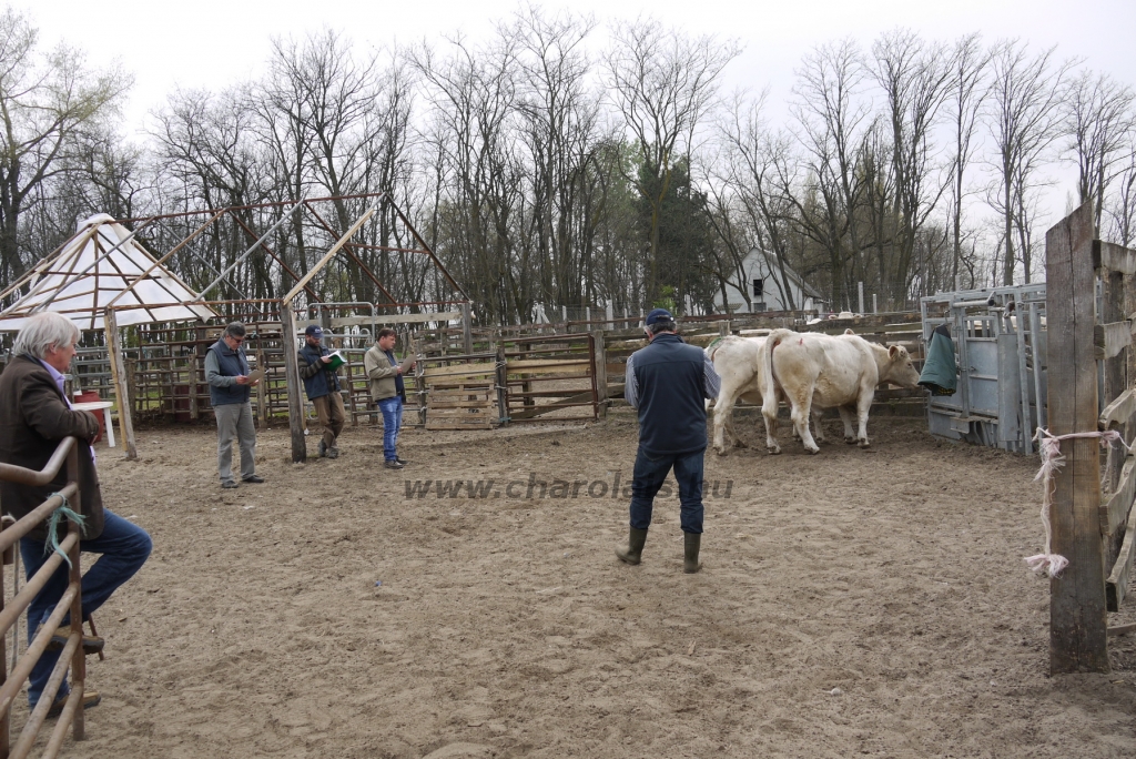 Szemle a Charolais Kft.-ben 2014.