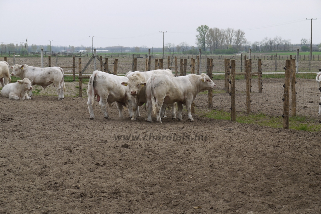 Szemle a Charolais Kft.-ben 2014.