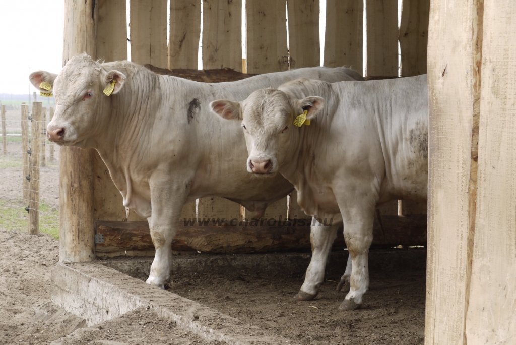 Szemle a Charolais Kft.-ben 2014.