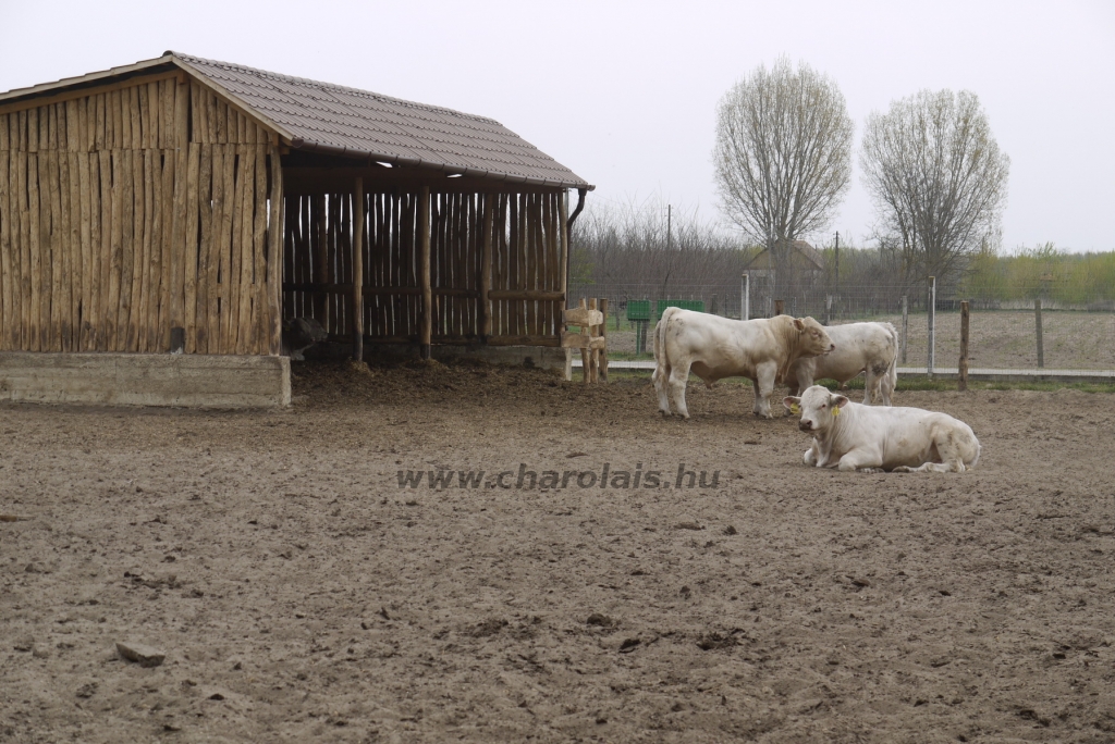 Szemle a Charolais Kft.-ben 2014.