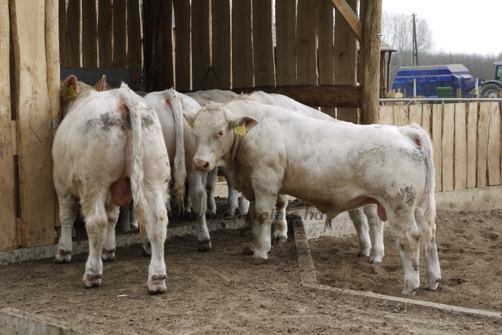 Szemle a Charolais Kft.-ben 2014.