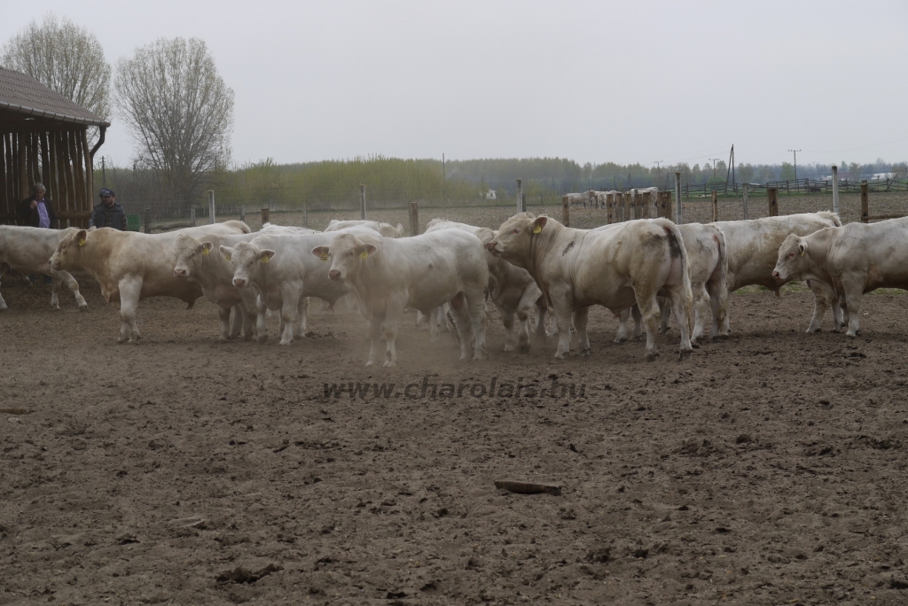 Szemle a Charolais Kft.-ben 2014.