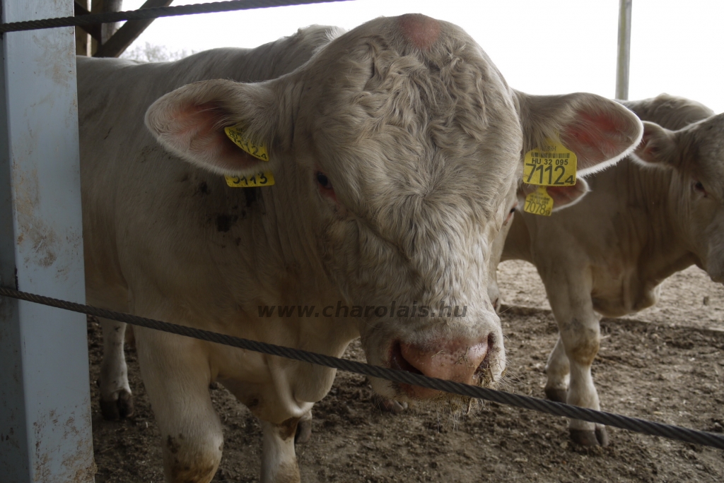 Szemle a Charolais Kft.-ben 2014.