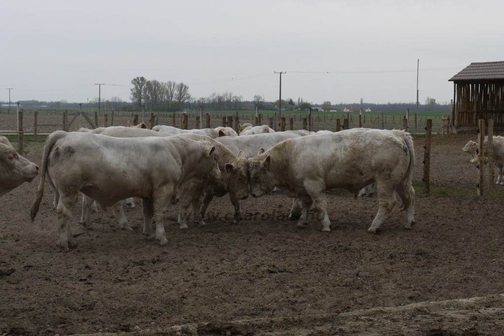 Szemle a Charolais Kft.-ben 2014.