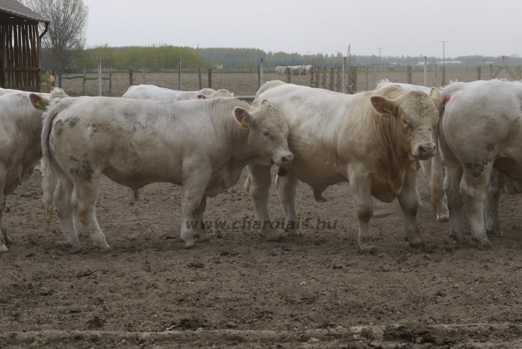 Szemle a Charolais Kft.-ben 2014.