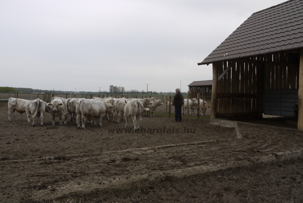 Szemle a Charolais Kft.-ben 2014.