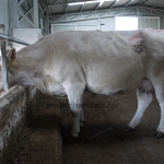 Szemle a Charolais Kft.-ben 2014.