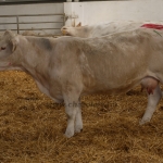 Szemle a Charolais Kft.-ben 2014.