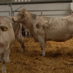 Szemle a Charolais Kft.-ben 2014.