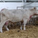 Szemle a Charolais Kft.-ben 2014.