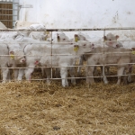 Szemle a Charolais Kft.-ben 2014.