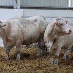 Szemle a Charolais Kft.-ben 2014.