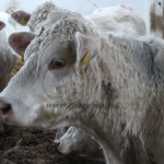 Szemle a Charolais Kft.-ben 2014.