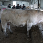 Szemle a Charolais Kft.-ben 2014.