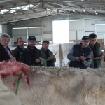 Szemle a Charolais Kft.-ben 2014.