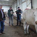 Szemle a Charolais Kft.-ben 2014.