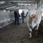 Szemle a Charolais Kft.-ben 2014.