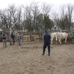 Szemle a Charolais Kft.-ben 2014.