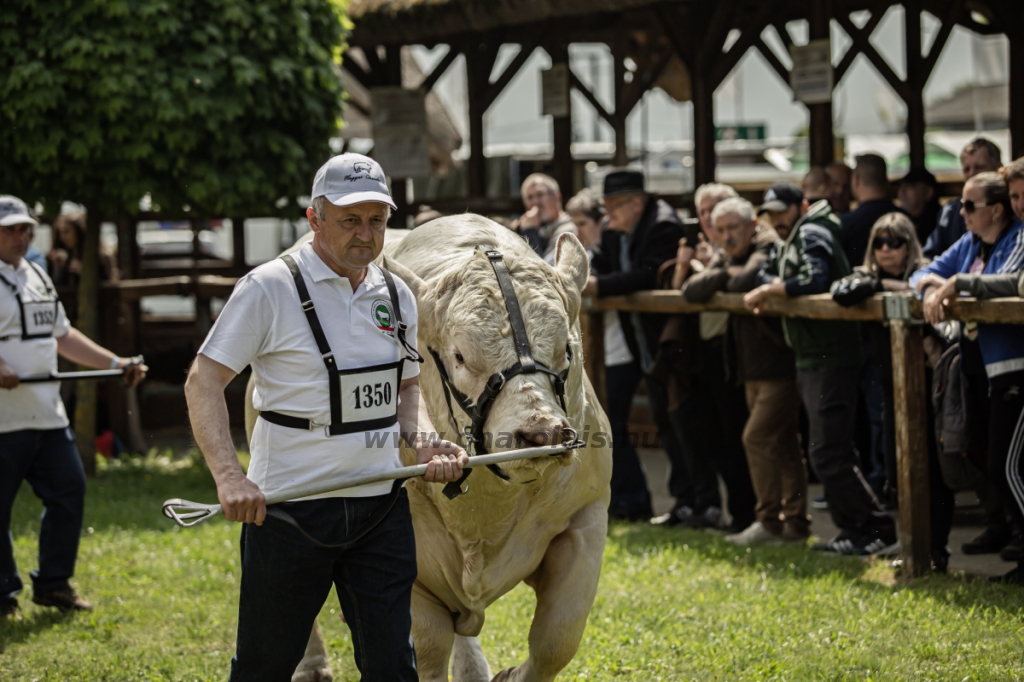 Hódmezővásárhely 2023