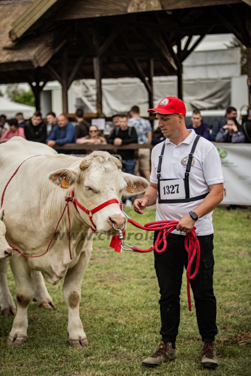 Hódmezővásárhely 2024